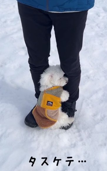 飼い主の足にしがみつき目をつぶっている犬
