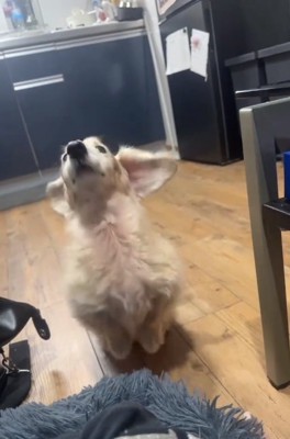 おねだりを始めるれっくすくん