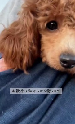 お散歩は抱っこで…