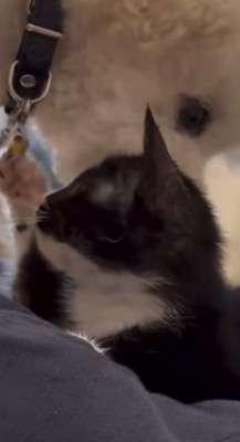 猫を舐める犬