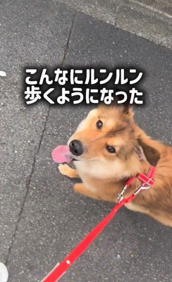 ラッキーくんの変化6