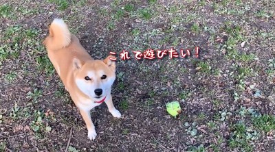 見上げる犬