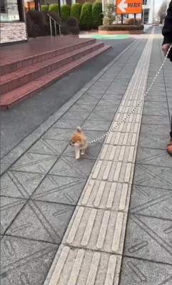 散歩中のしゃちょーちゃん