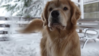 飼い主さんは除雪開始