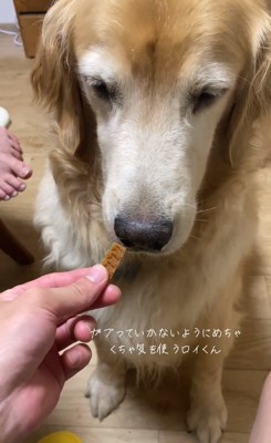 オヤツを近づける飼い主さん