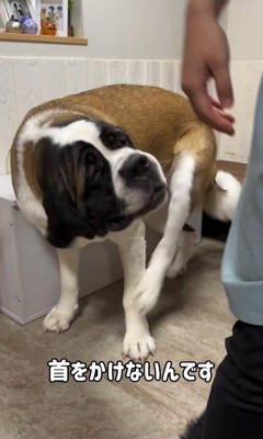 首をかくのが下手なむちゃ君2