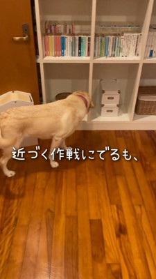 しっぽを振りながら子猫へ近づく犬
