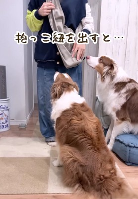 リーリエちゃんが寄ってきた