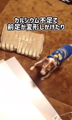 とらきち君のビフォーアフター3