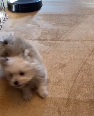 子犬のぽぽちゃん1