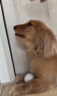 くるぞくるぞ〜