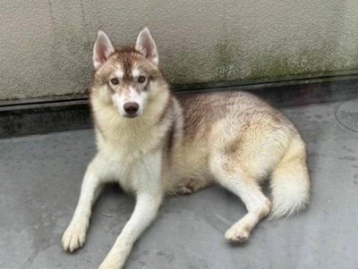 里親募集で見つけたわんこ