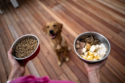 ごはんを待つ犬2