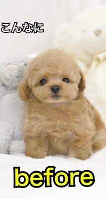 極小のトイプードル