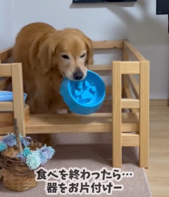 お皿をくわえる犬2