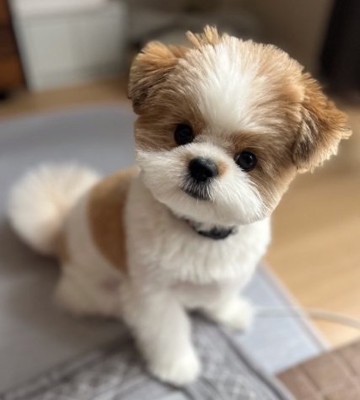 トリミング後の琥珀くん3