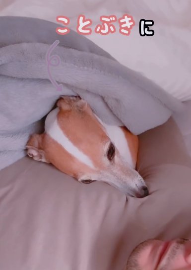 飼い主の男性にくっついて眠るイタリアングレーハウンド