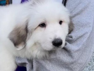 まるでぬいぐるみ