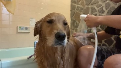 虚無顔だけれど、されるがまま！