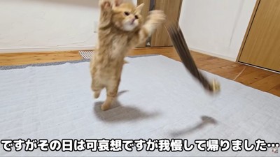 やんちゃ盛りの子猫