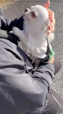 目を細めて男性を見つめる犬