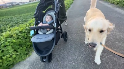 ベビーカーの隣を歩くマックスくん