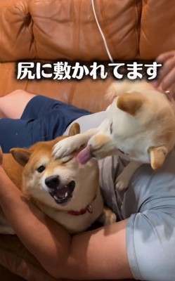 尻に敷かれる豆千代くん