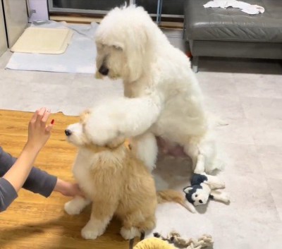 もう1回頭に「お手」（笑）