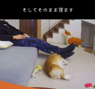 ソファから落ちたモナちゃん8