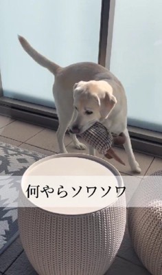 「やばい…これは…」