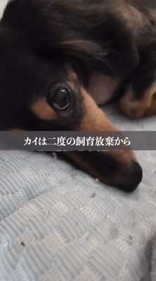 寝転がって視線を飼い主に向ける犬