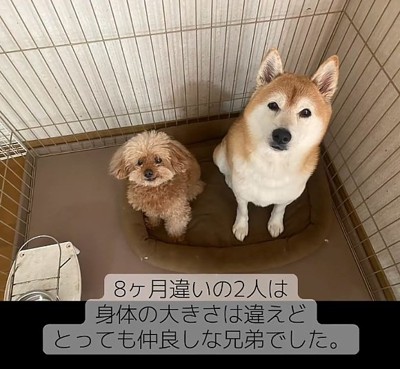 仲良しだった2匹