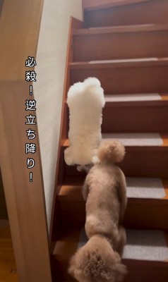 実はハナちゃんに秘密が…！