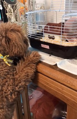 ケージを見つめる犬