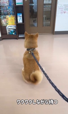 動物病院に来た3匹の柴犬7
