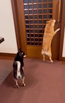 ジャンプする小春ちゃん