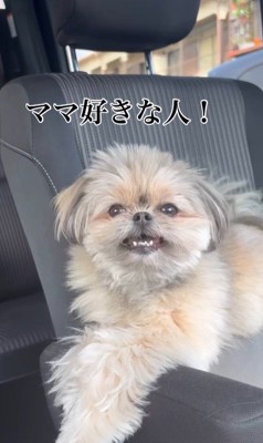 こんぶちゃんにパパとママを好きか聞いたら3