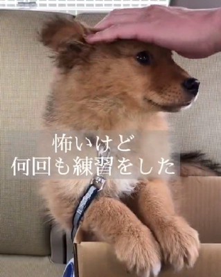 お散歩の練習を開始