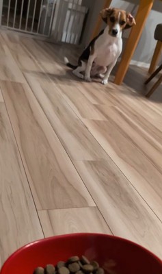 ペルルちゃんの「待て」2