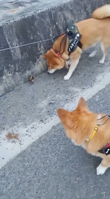 カニに興味津々のスティーブさん