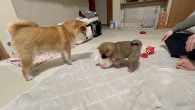 優しいお姉ちゃん