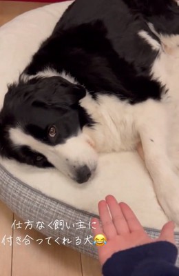 ワンコに手を差し出す投稿主さん
