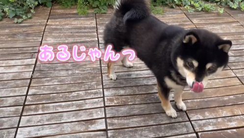 おやつを食べ終えた柴犬