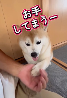 怒りながらおてする柴犬