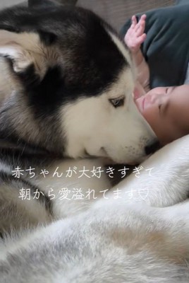 諭吉くんと赤ちゃん2