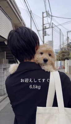 男性に抱っこされる子犬