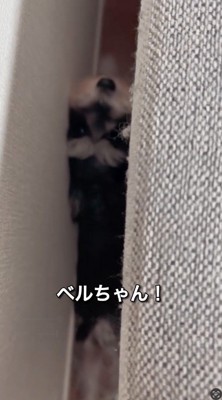 ソファと壁の間に挟まれている犬