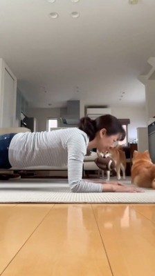 女性を遠くから見つめるぬいぐるみを咥えた犬