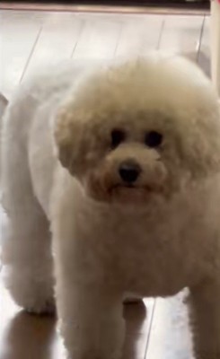 モンくんの成長6