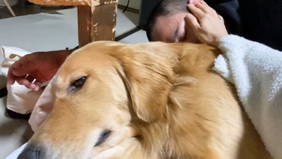 「ヴ～ッ」と唸るジョイくん
